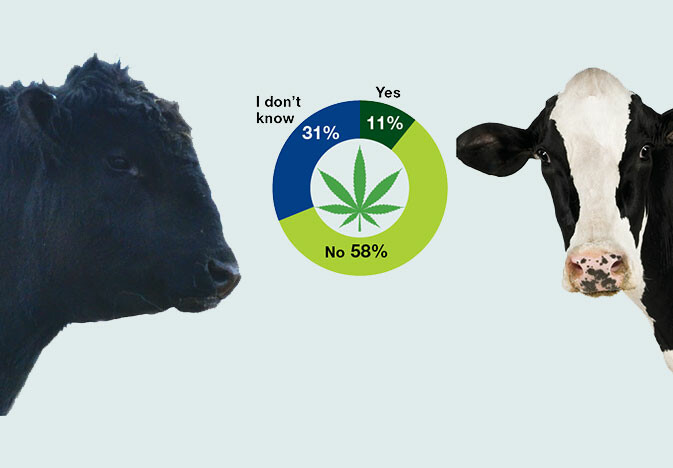 cattle-cannabis-image