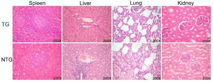 CSFV Histopath CSFV-histopath