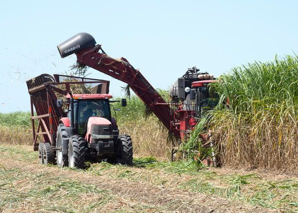 Sugarcane field during harvest Sugarcane harvest