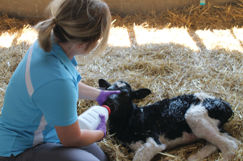 Megan Hickey Prairieland Dairy Colostrum Calf
