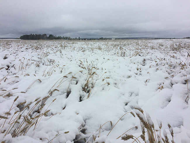 Harvest snow