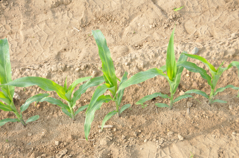 Corn 13 Corn 13