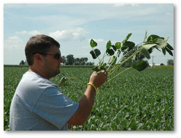 Pro Farmer editor Brian Grete counting pods on a soybean plant during Crop Tour Brian Grete