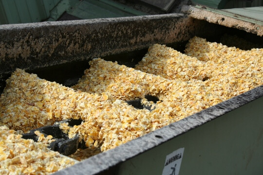 Steam-flaked corn IMG_0471 (540x360)