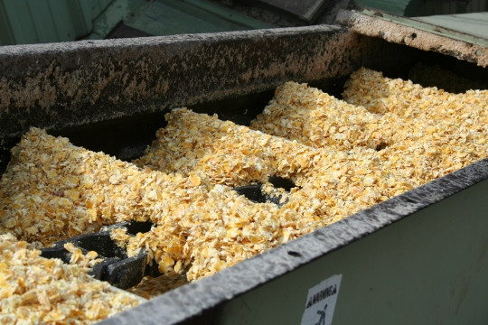 Steam-flaked corn IMG_0471 (540x360)