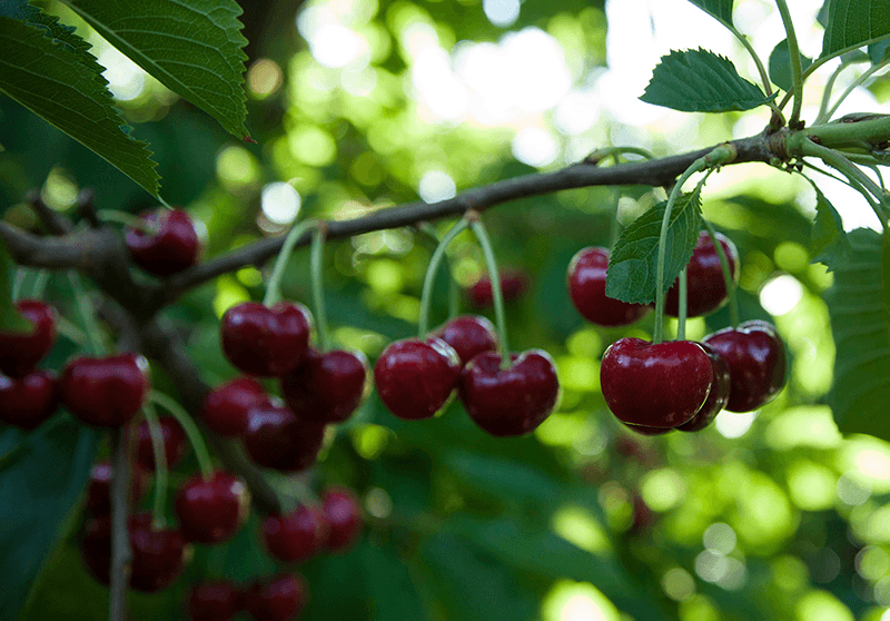 Domex-cherries-on-tree
