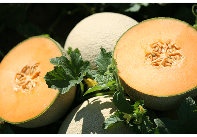 Legend Produce cantaloupe