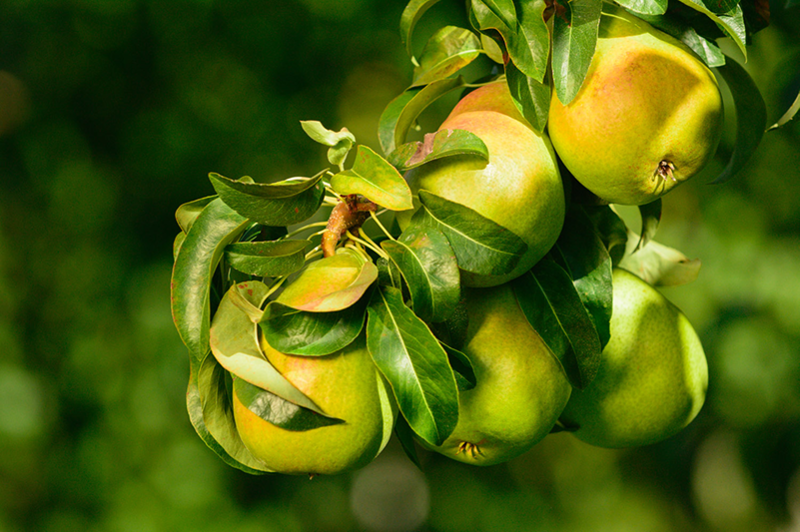 Pears-on-tree-Stemilt