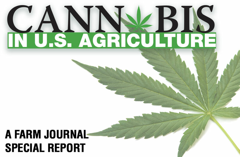 web-image-cannabis