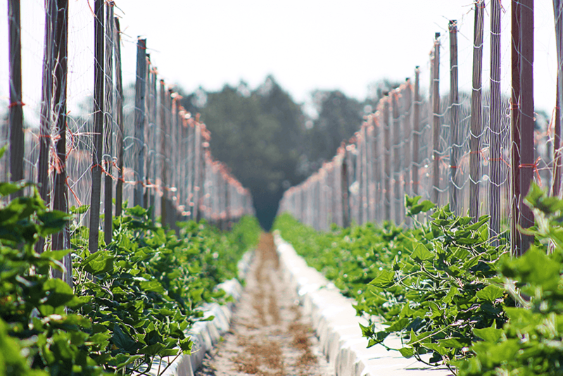 Southern-Valley-cucumber-plants