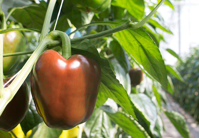 Chocolate-Pepper-Crop-Zing_WEB