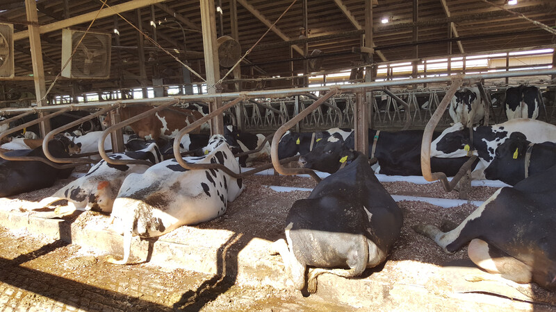 MIZZOU Cows Water Bed Freestall