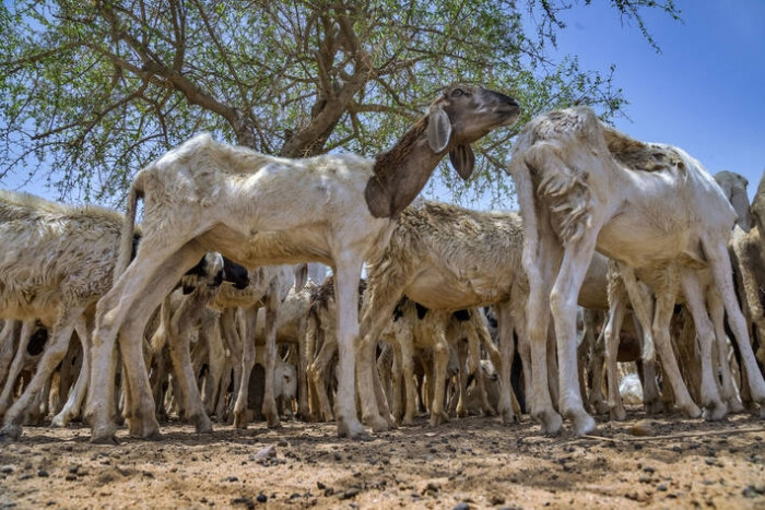Goats-UN-FAO Goats-UN-FAO-2