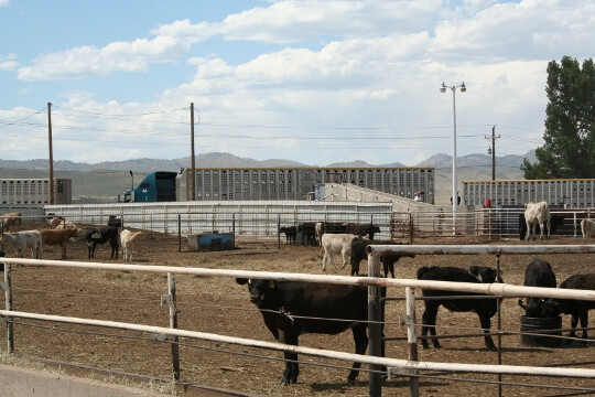Calves and trucks calves and trucks (540x360)