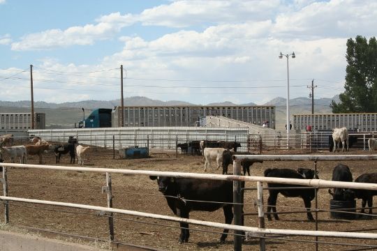Calves and trucks calves and trucks (540x360)