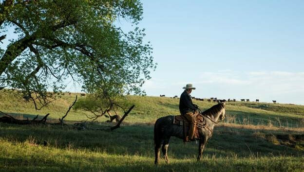 Cowboy-Zoetis Cowboy-Zoetis