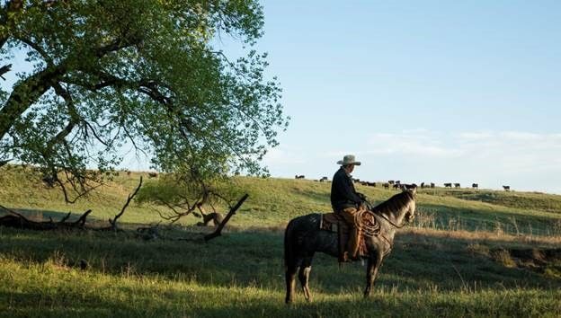 Cowboy-Zoetis Cowboy-Zoetis