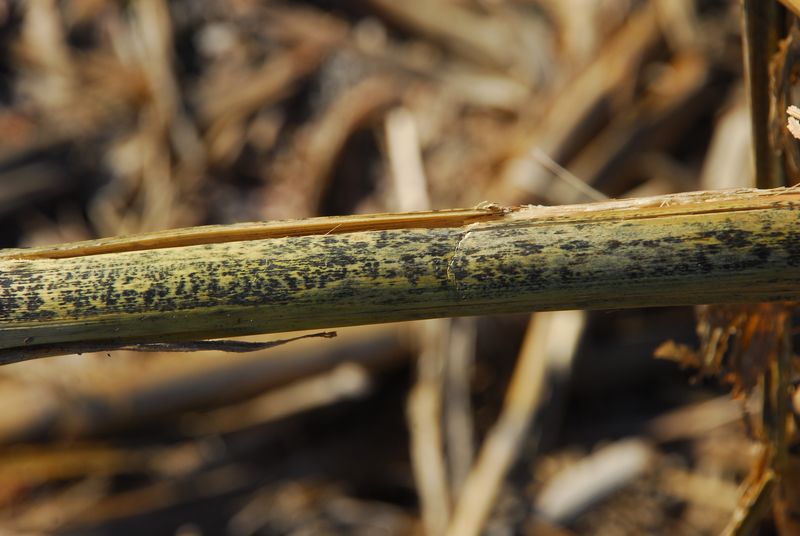Anthracnose on corn stalk rot Anthracnose on corn stalk 3