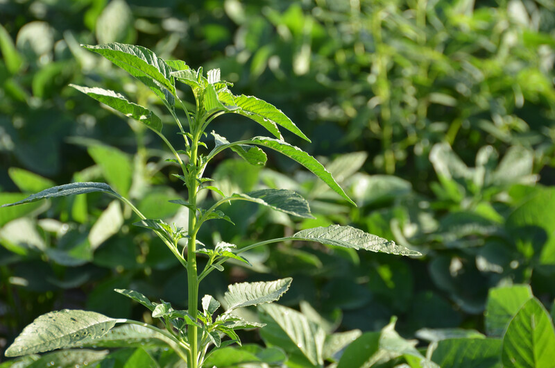 Waterhemp Weed