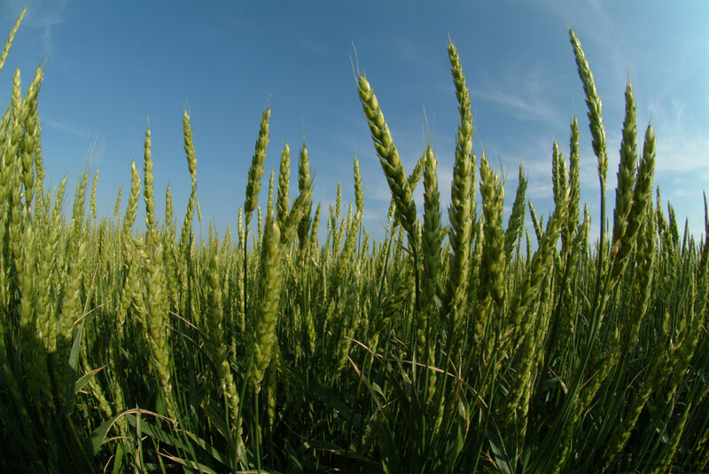 Wheat 05 Wheat 05