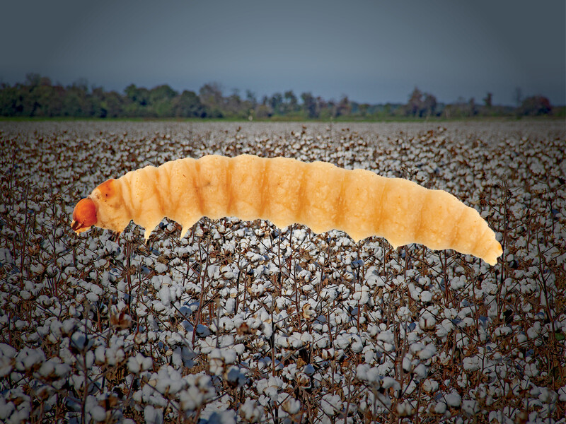 Cotton bollworm Cotton bollworm