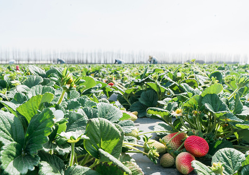 Succes-Valley_strawberry-field