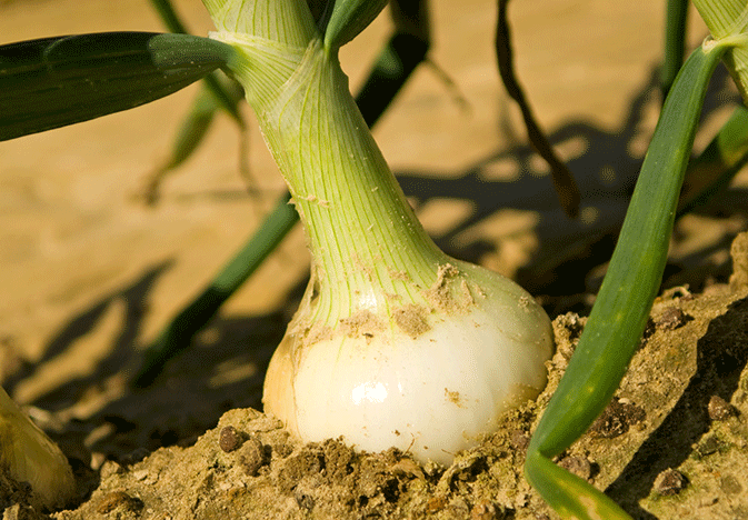 Sandy-Loam-Soil_vidaliacommittee_WEB