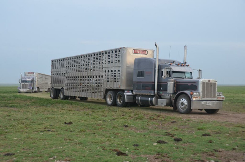 Semi Trucks Trailers Cattle Pots Pasture