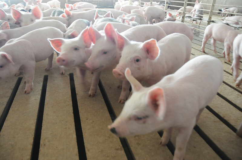 Piglets in hog barn Piglets_pigs_baby swine (71)