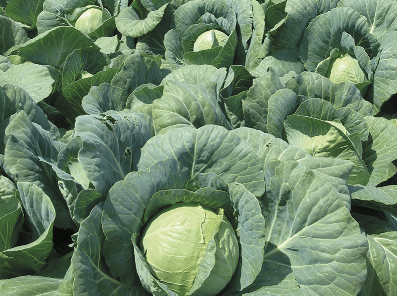 Cabbage-field