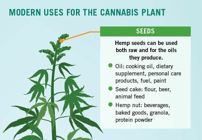 Modern-uses-for-the-cannabis-plant_R1