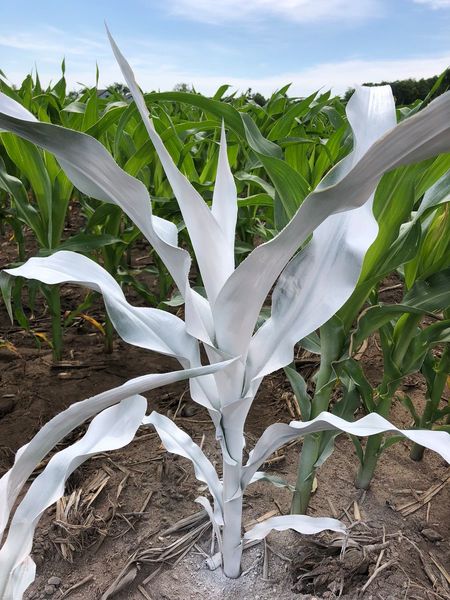 Spray painted corn
