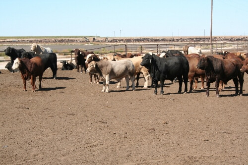 Mexican Feeder Cattle Oct.11 122 (500x333)