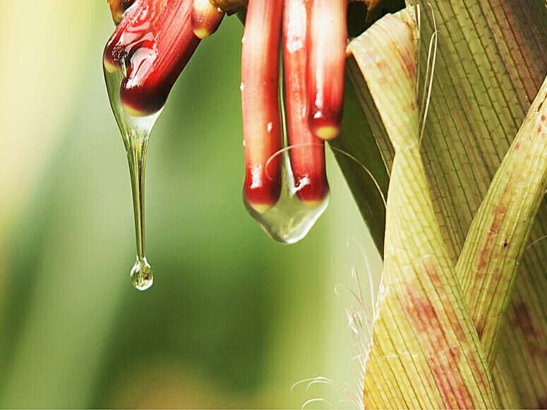 Nitrogen Fixing Corn