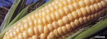 Corn-USDA Corn-USDA